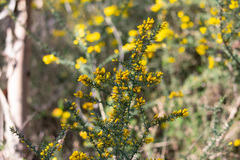 Ulex micranthus