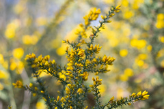 Ulex micranthus