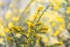 Ulex micranthus