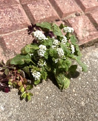 Heliotropium europaeum