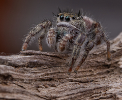 Phidippus insignarius
