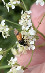 Arge cyanocrocea