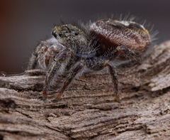 Phidippus insignarius