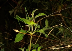 Acrometopa italica