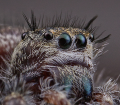 Phidippus insignarius