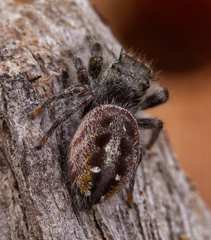 Phidippus insignarius