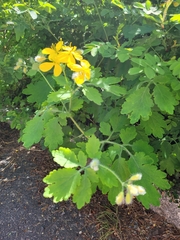 Chelidonium majus