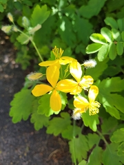 Chelidonium majus