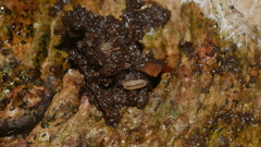 Haplophthalmus danicus