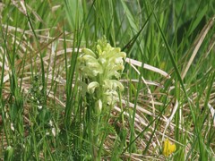 Pedicularis comosa