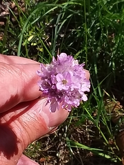 Armeria maritima elongata