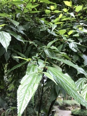 Boehmeria celtidifolia