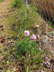 Armeria maritima elongata
