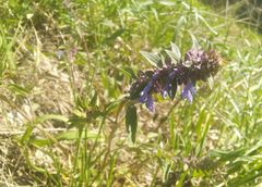 Dracocephalum nutans