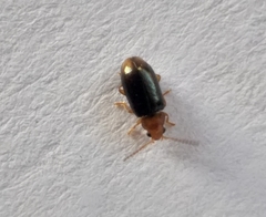 Chirodica