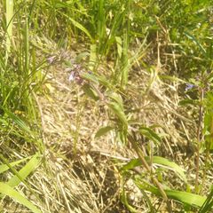 Dracocephalum nutans