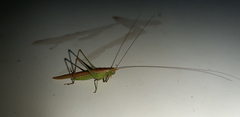Conocephalus conocephalus