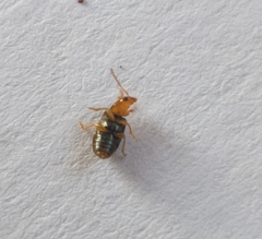Chirodica