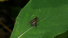 Parhelophilus flavifacies