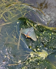 Chalypyge chalybea