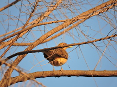 Turdus grayi
