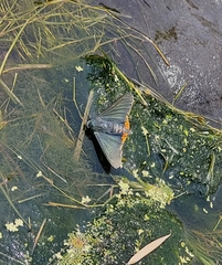 Chalypyge chalybea