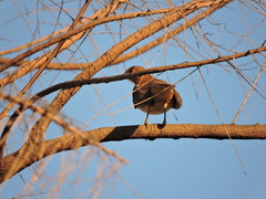 Turdus grayi