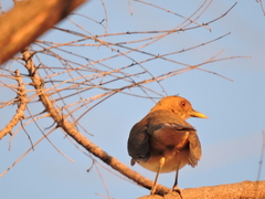 Turdus grayi