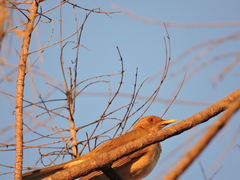 Turdus grayi