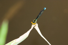 Enallagma antennatum