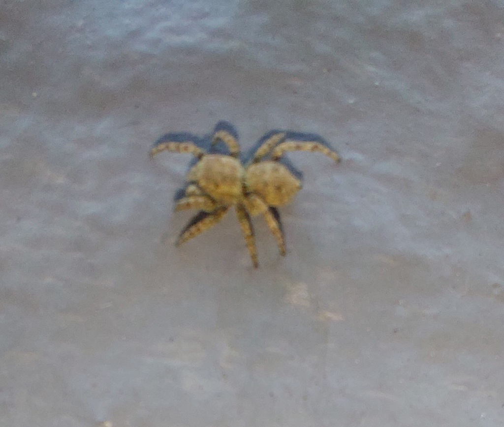 Attulus from Altlerchenfeld, Wien, Österreich on May 25, 2022 at 1225