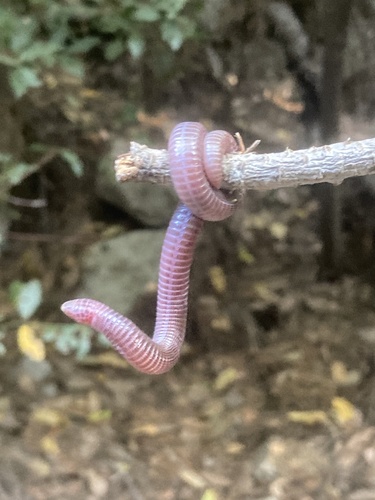 Turkish Worm Lizard, Blanus strauchi