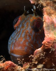 Parablennius intermedius