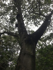 Croton magdalenensis