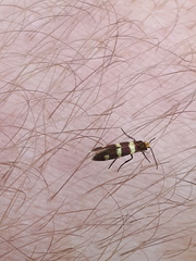 Micropterix aureatella