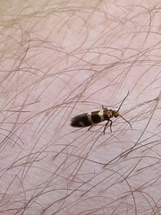 Micropterix aureatella