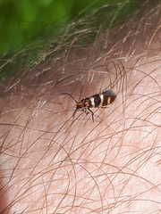 Micropterix aureatella