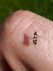 Micropterix aureatella