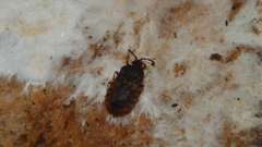 Notapictinus aurivillii