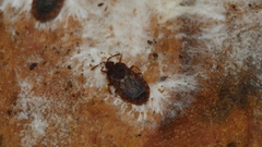 Notapictinus aurivillii