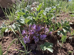 Hydrophyllum alpestre