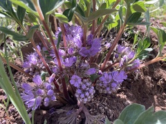 Hydrophyllum alpestre