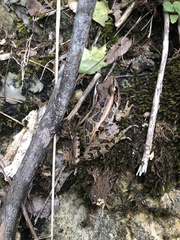 Lithobates sphenocephalus utricularius