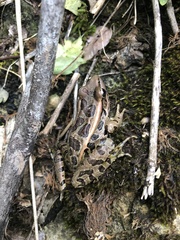 Lithobates sphenocephalus utricularius