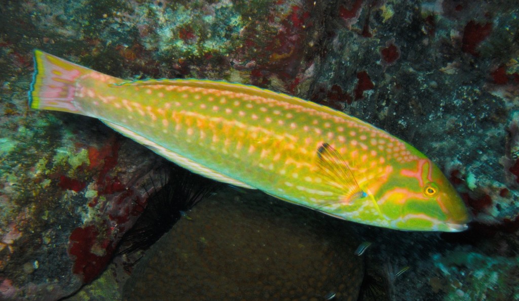 Red-Green Wrasse