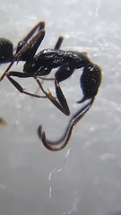 Leptogenys punctiventris