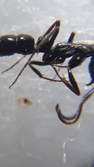 Leptogenys punctiventris