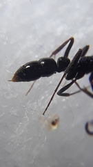 Leptogenys punctiventris