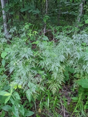 Trepocarpus aethusae