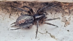 Lycosoides coarctata